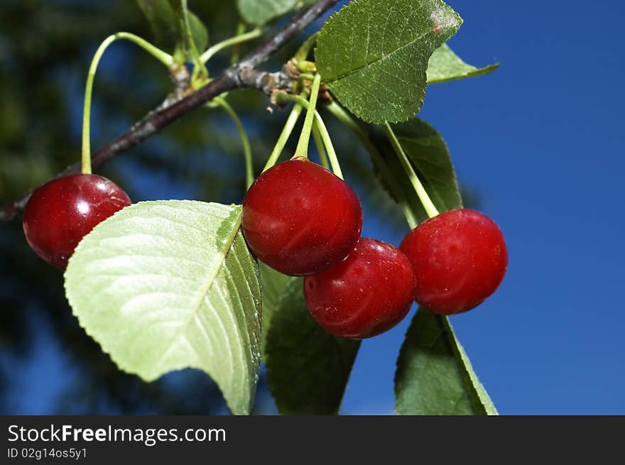 Ripe cherries ready for crop