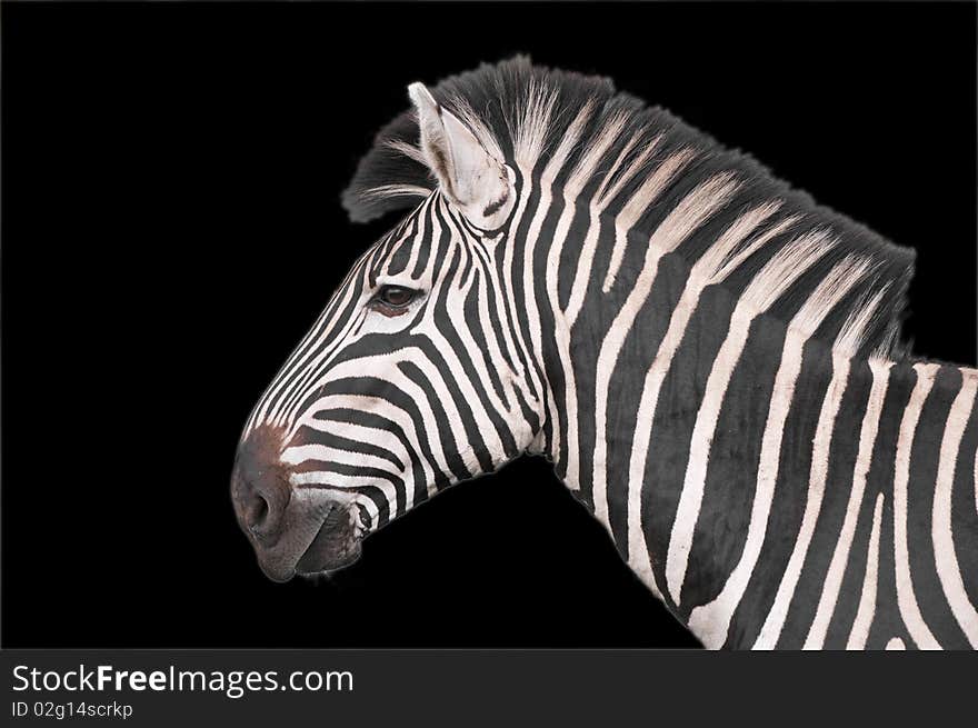 A Plains Zebra (Equus Quagga) against a black backdrop. A Plains Zebra (Equus Quagga) against a black backdrop.