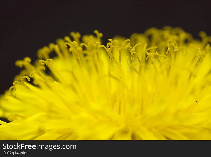 Close-up of yellow flower, focus is on the stamens. Close-up of yellow flower, focus is on the stamens.