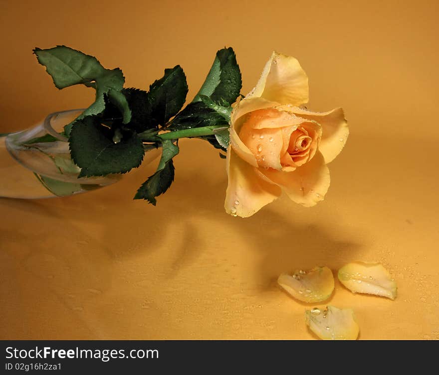 Single yellow rose on a yellow background