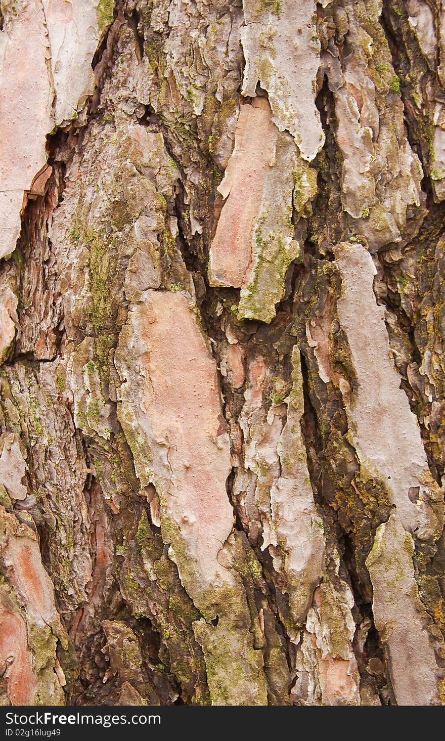 Texture of bark of tree