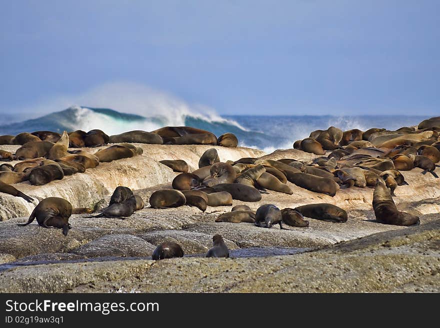 Large group of seals on a rocky island with wave crashing in the background. Large group of seals on a rocky island with wave crashing in the background.