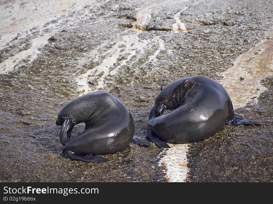 Two seals cleaning themselves on rocky island.