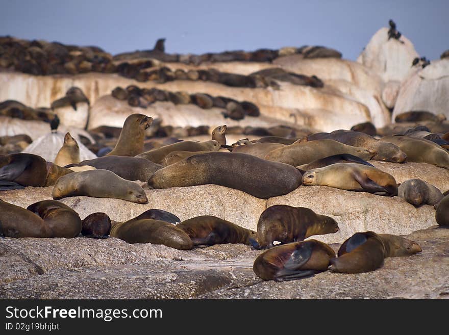 Large group of seals on a rocky island.