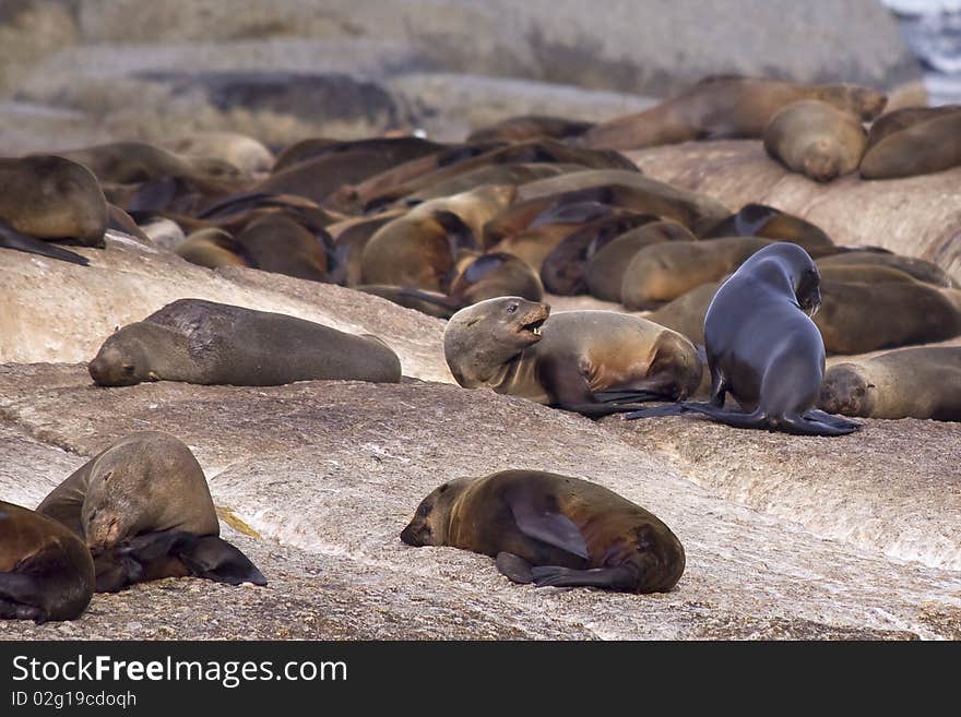 Group of seals resting on a rocky island.