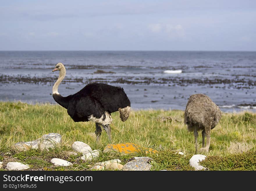 Two ostrich standing in tall grass next to the ocean.