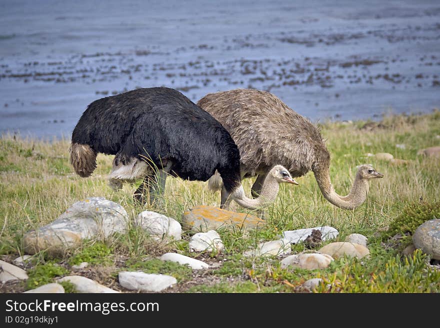 Two ostrich standing in tall grass next to the ocean.