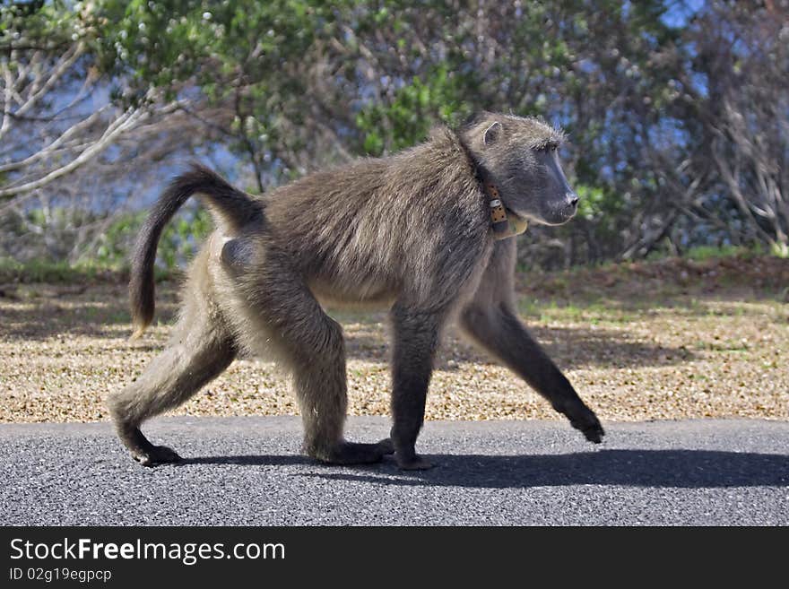 A baboon walking along a road side. A baboon walking along a road side.