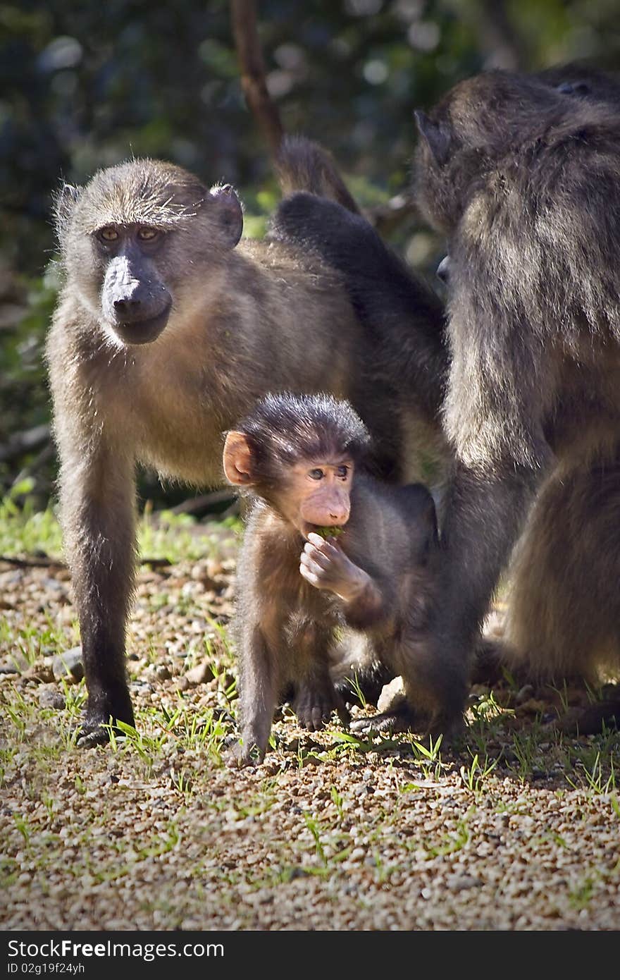 Small family of baboons with small baby in front. Small family of baboons with small baby in front.