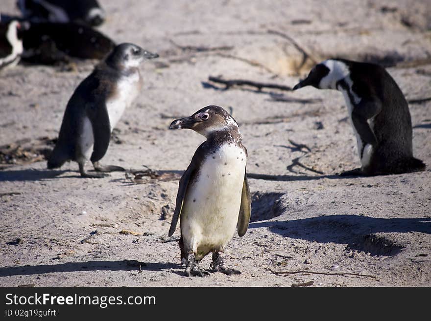 Group of penguins standing on a large rock.