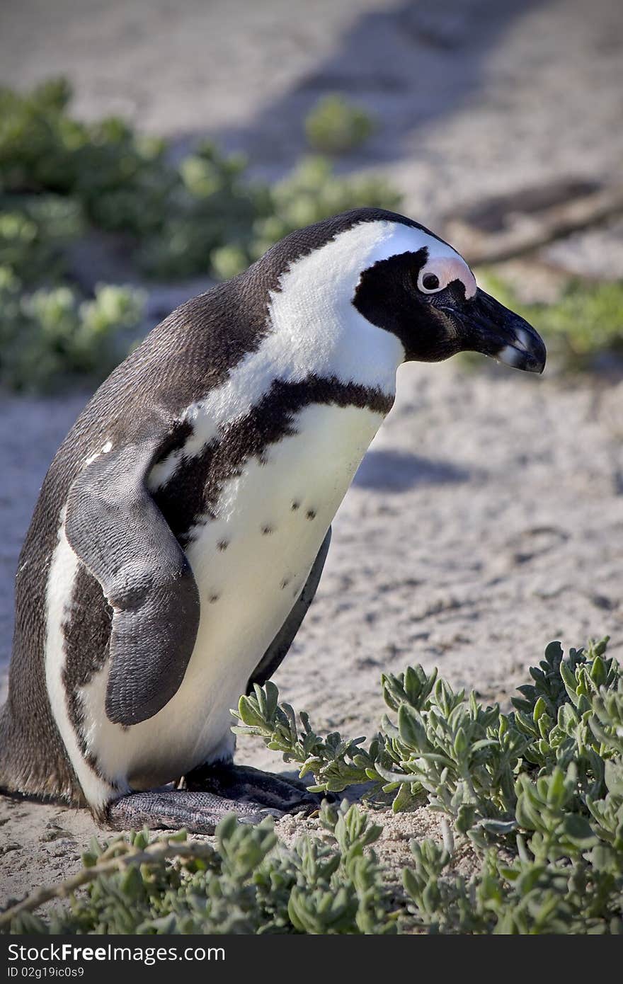 Close up of a single penguin standing next to vegetation. Close up of a single penguin standing next to vegetation