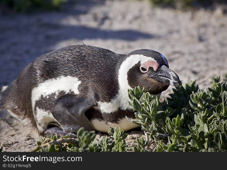 Close up of penguin laying and relaxing next to some vegetation. Close up of penguin laying and relaxing next to some vegetation.