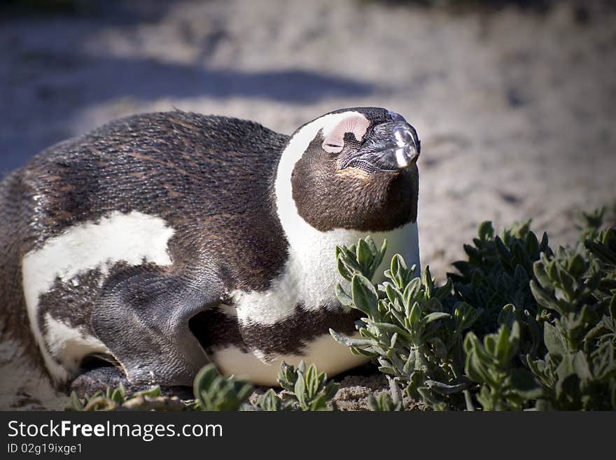 Close up of penguin laying down next to some vegetation. Close up of penguin laying down next to some vegetation.