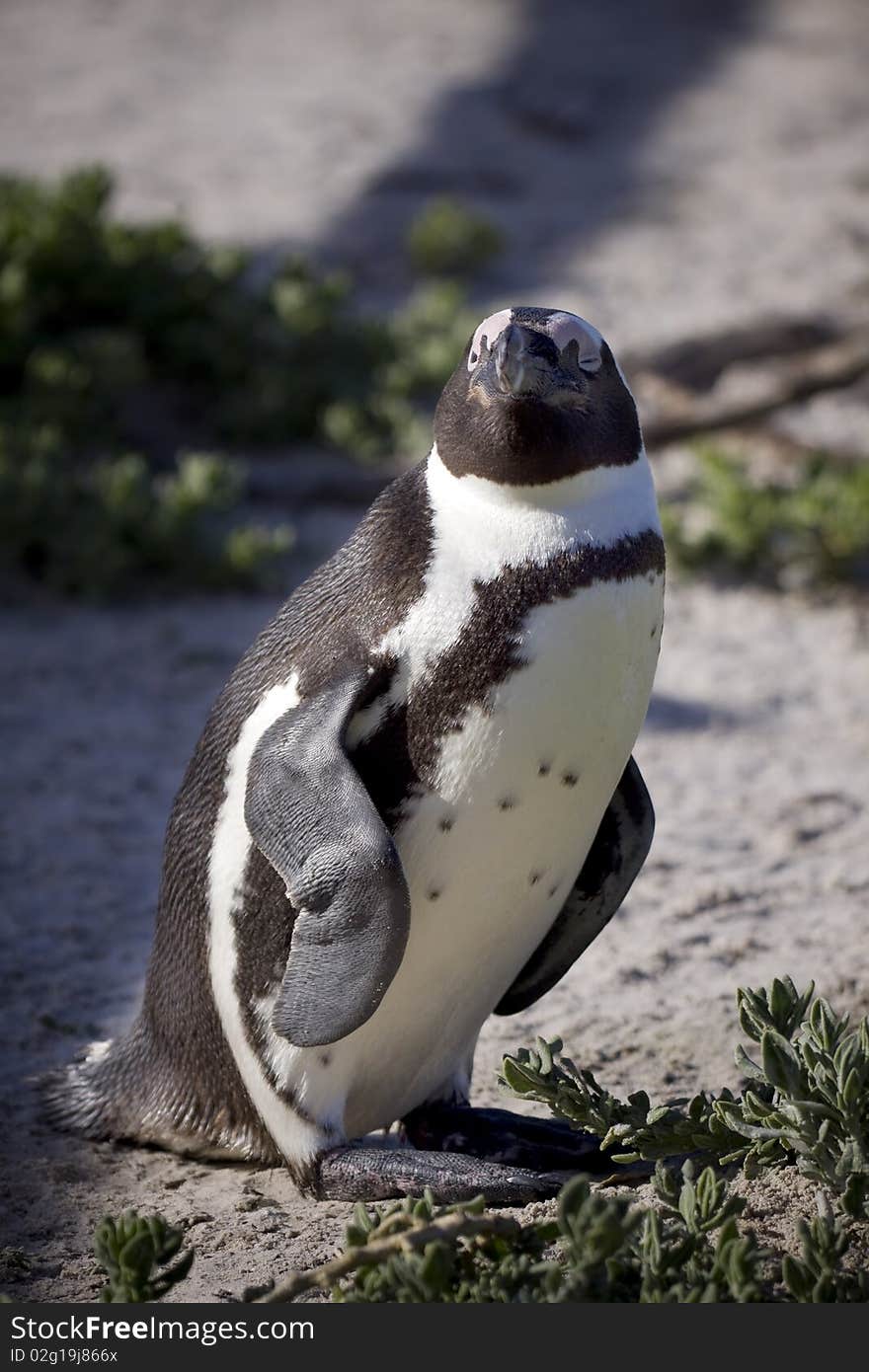 Single penguin standing next to some vegetation. Single penguin standing next to some vegetation.