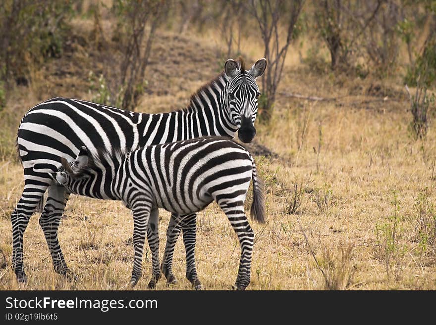 Young zebra nursing from it's mother in field. Young zebra nursing from it's mother in field.