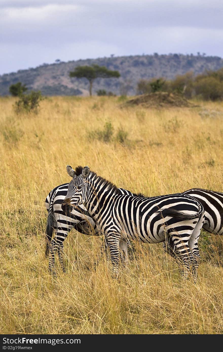 Zebra standing in field