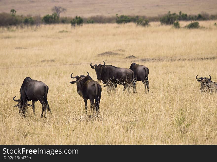 Group of wildebeest grazing in the grasslands of Africa.