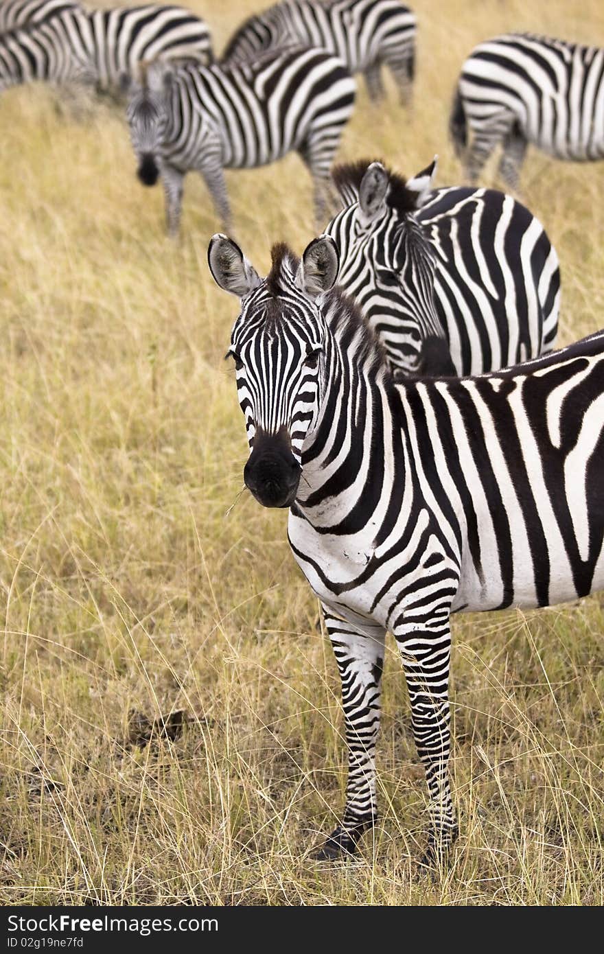 Group of zebras standing in grassy plains.