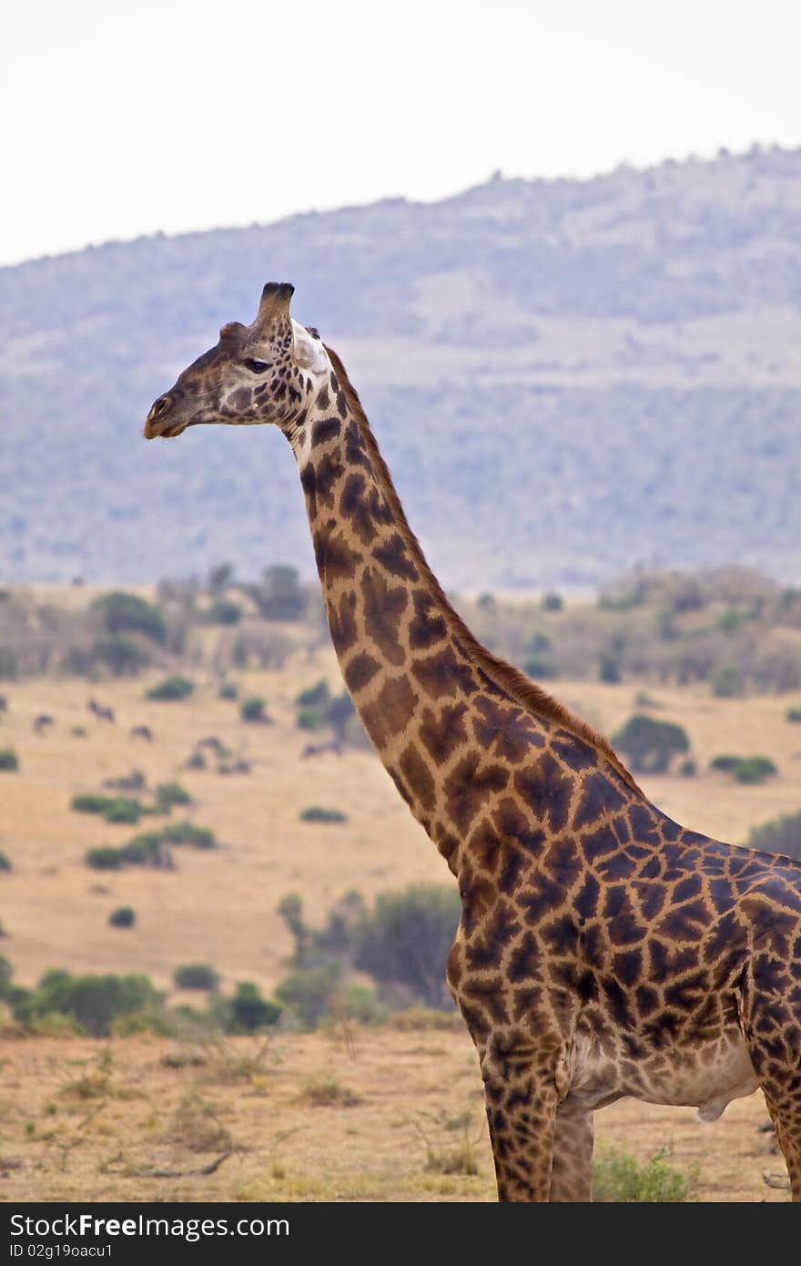 Close up of tall giraffe standing in African plain. Close up of tall giraffe standing in African plain.