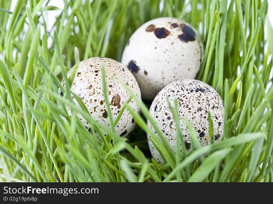 Quail eggs in green grass. Quail eggs in green grass