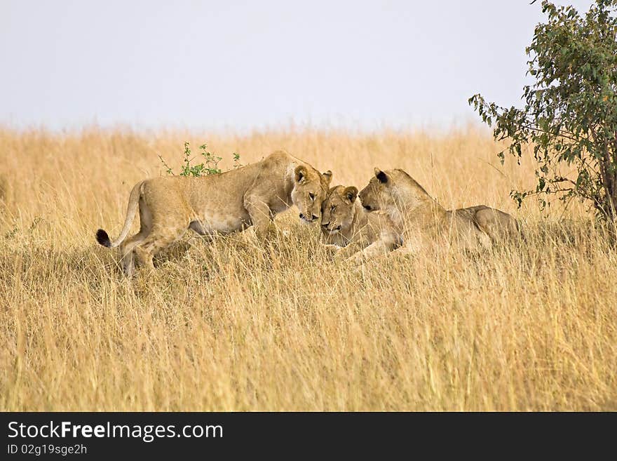 Group of female lions laying on small hillside in Africa.