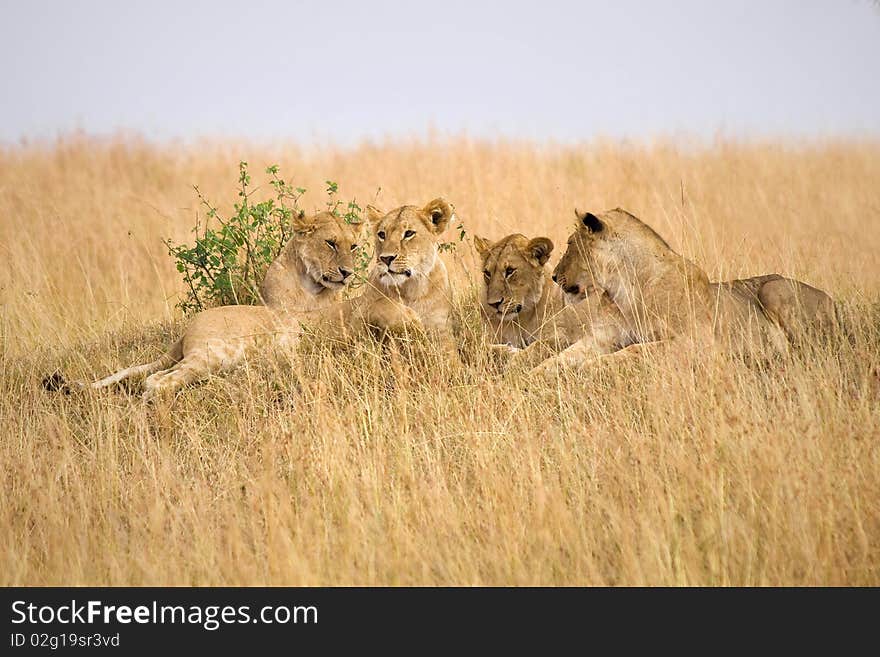 Group of female lions laying on a small hillside in Africa.