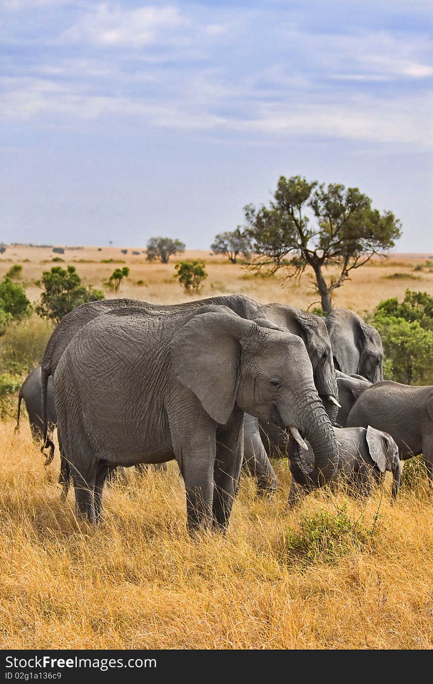 Group of elephants standing in the wild bush of Africa.