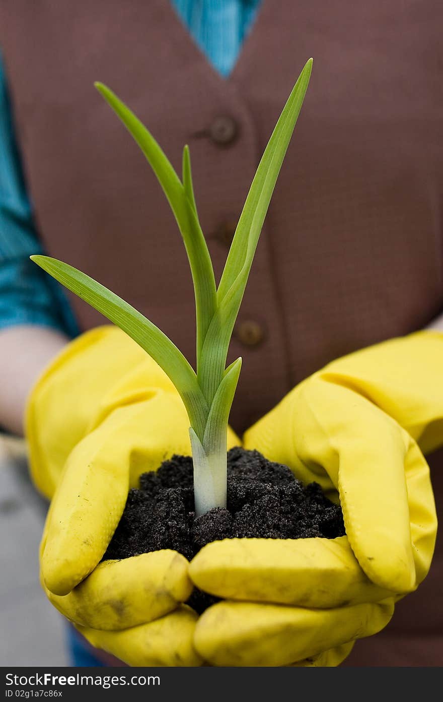 Young green sprout in hand of the person. Young green sprout in hand of the person