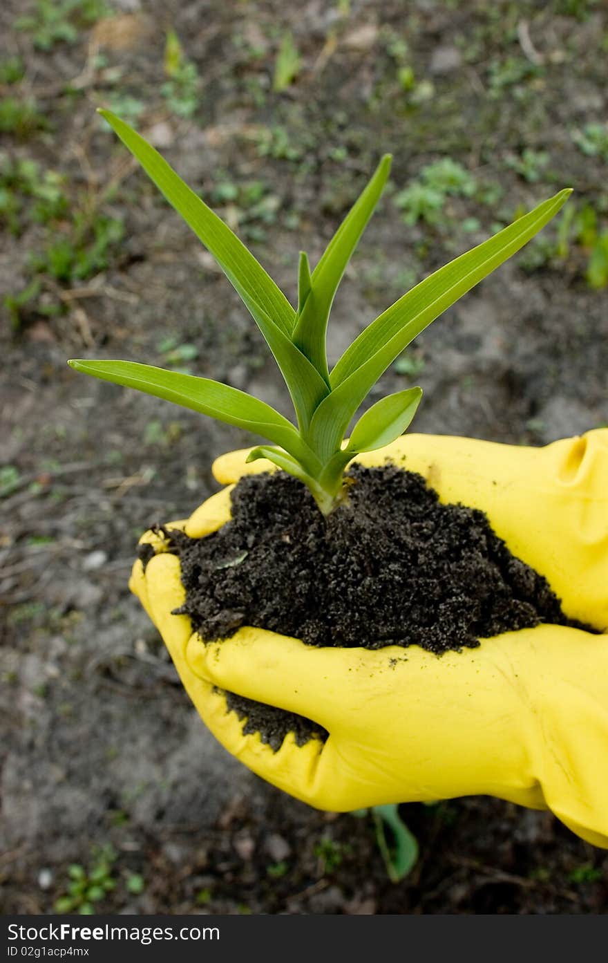 Young green sprout in hand of the person. Young green sprout in hand of the person