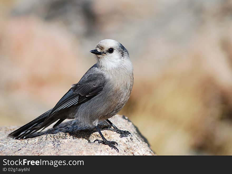 Gray Jay