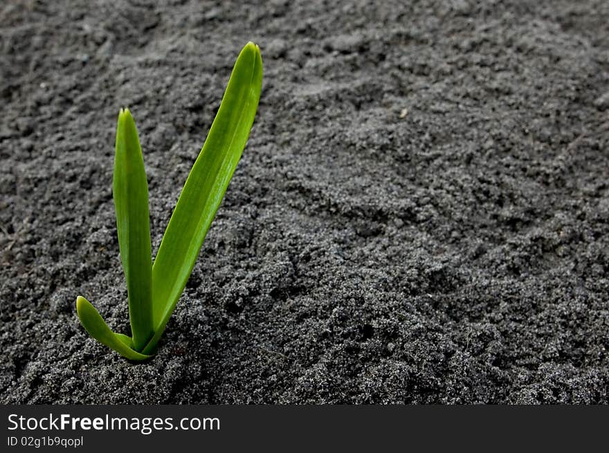 Young green sprout in land. Young green sprout in land