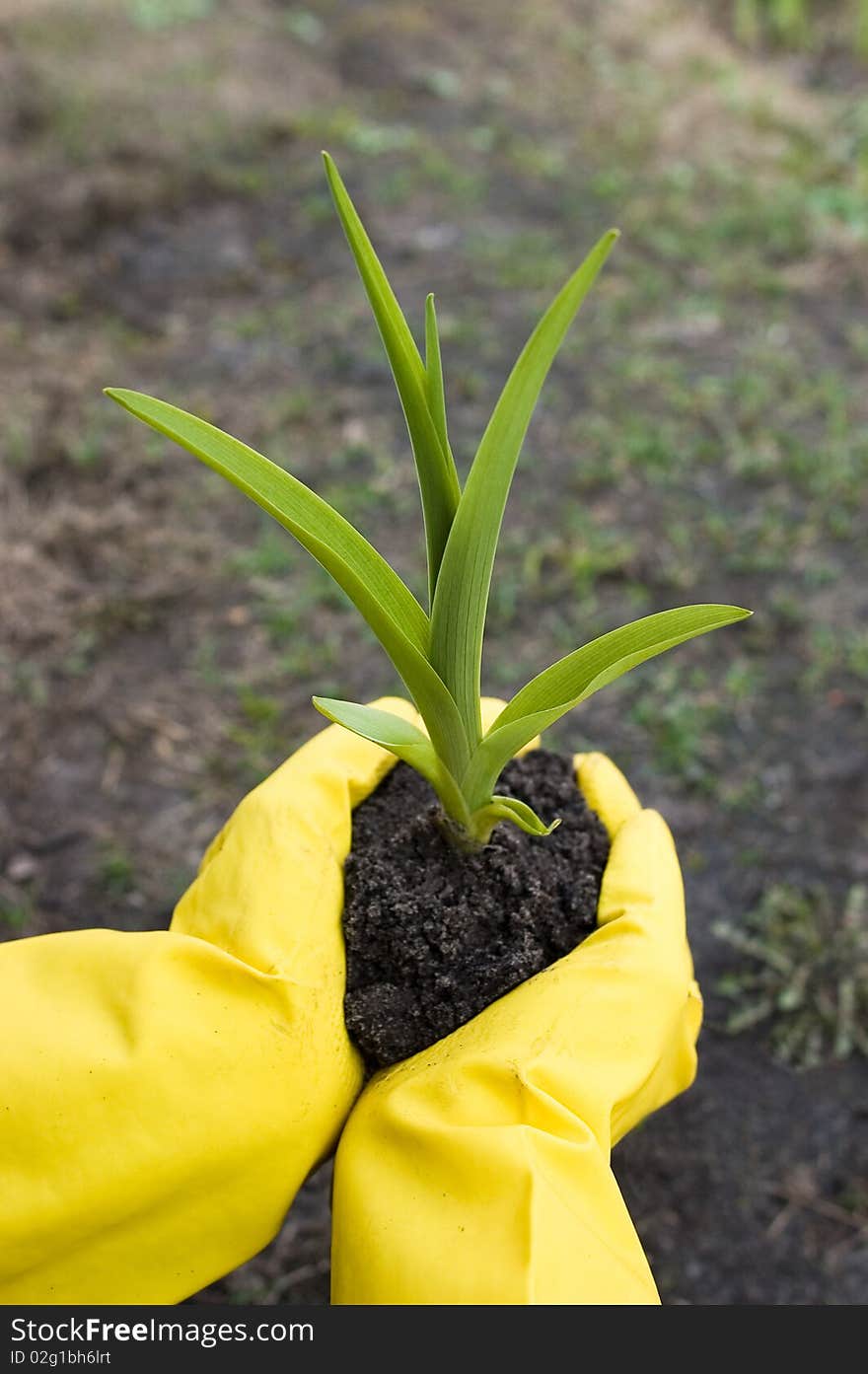 Young sprout in hand of the person