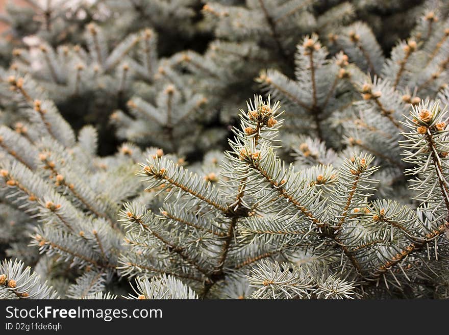 The branches of blue spruce with young shoots. The branches of blue spruce with young shoots