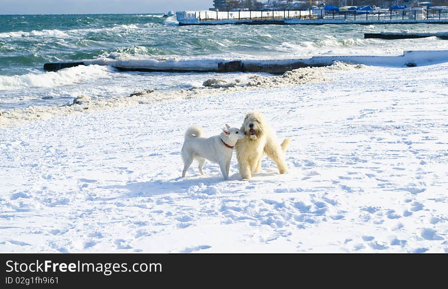 Two white dogs are plaing in snow in winter on the beach. Samoyed and russian sheep dog. Two white dogs are plaing in snow in winter on the beach. Samoyed and russian sheep dog