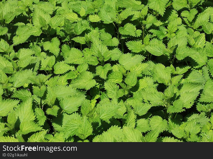 Nice close-up from a  green nettle