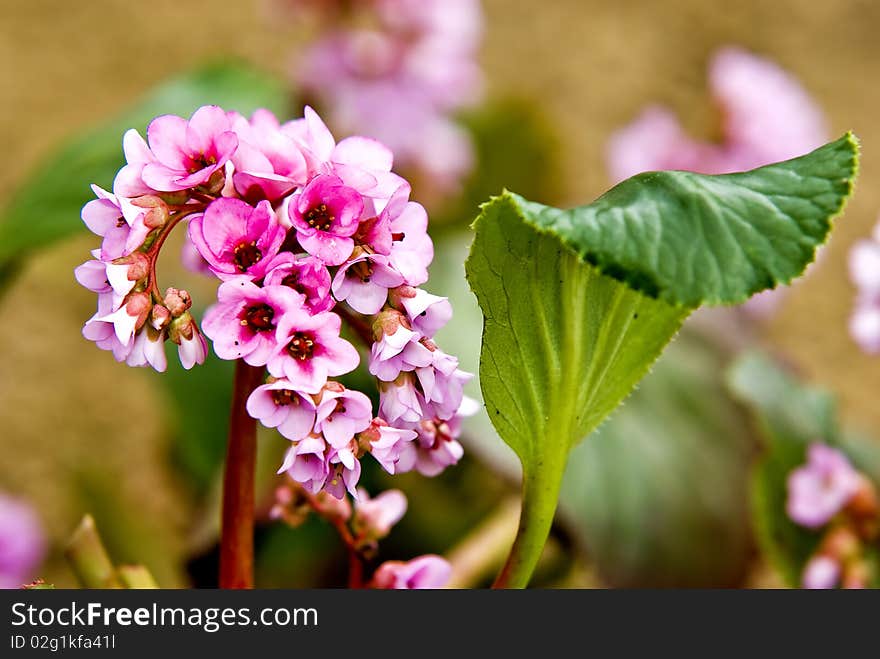 Detail of spring flower in the garden