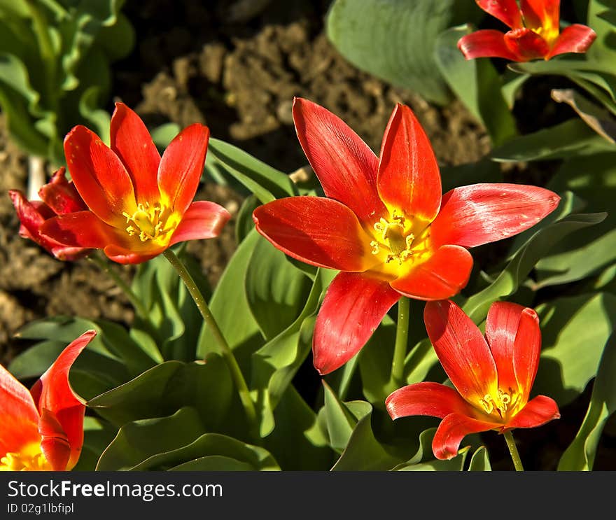 Red flowers