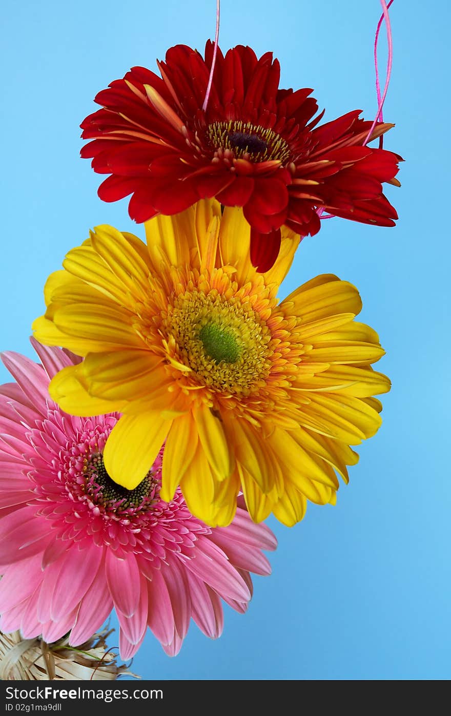 Gerber flower