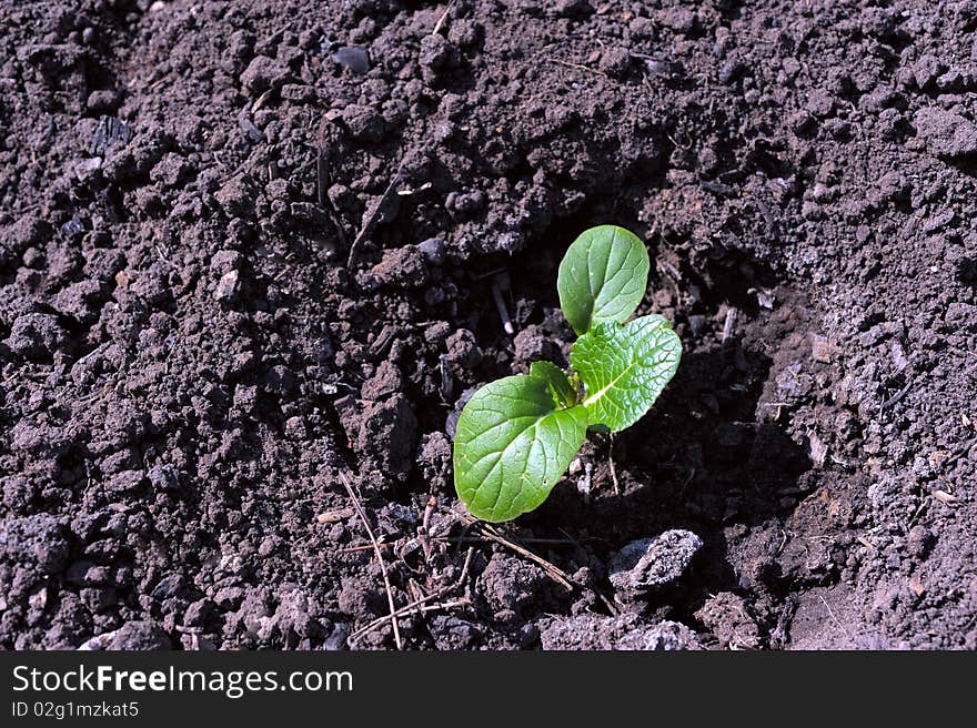 Green young sprout