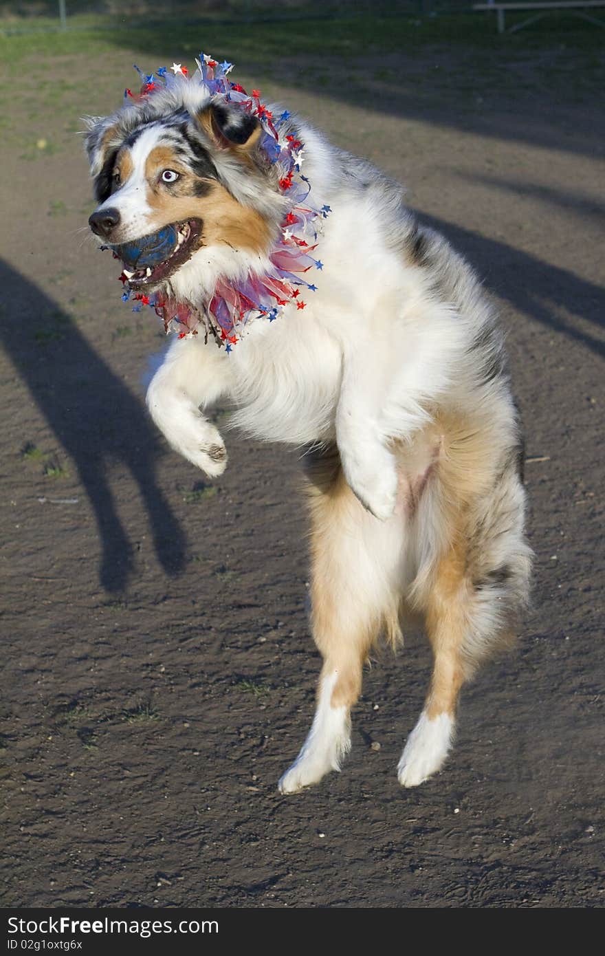 Australian Shepherd Jumps Catches Ball