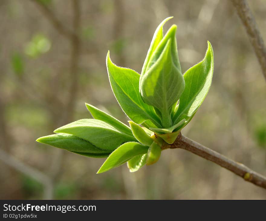 First leaves