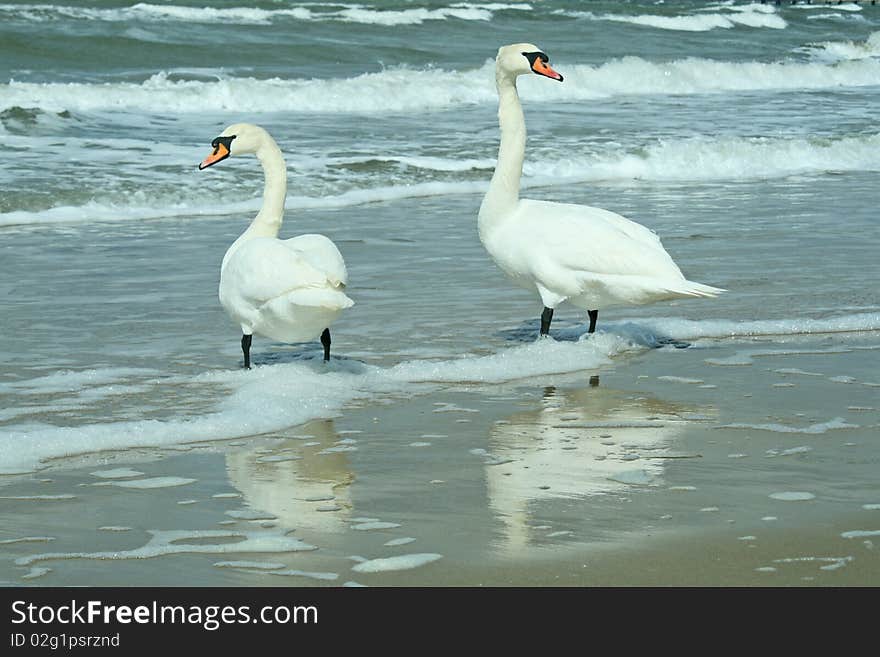 Two swans walking on the beach one sunny winter day. Two swans walking on the beach one sunny winter day