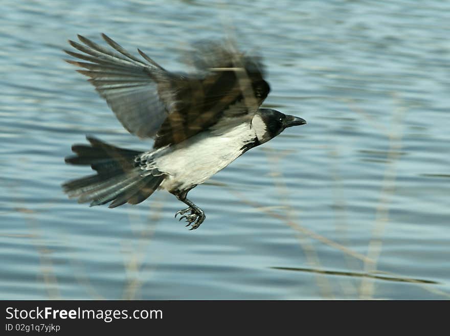 Flying raven