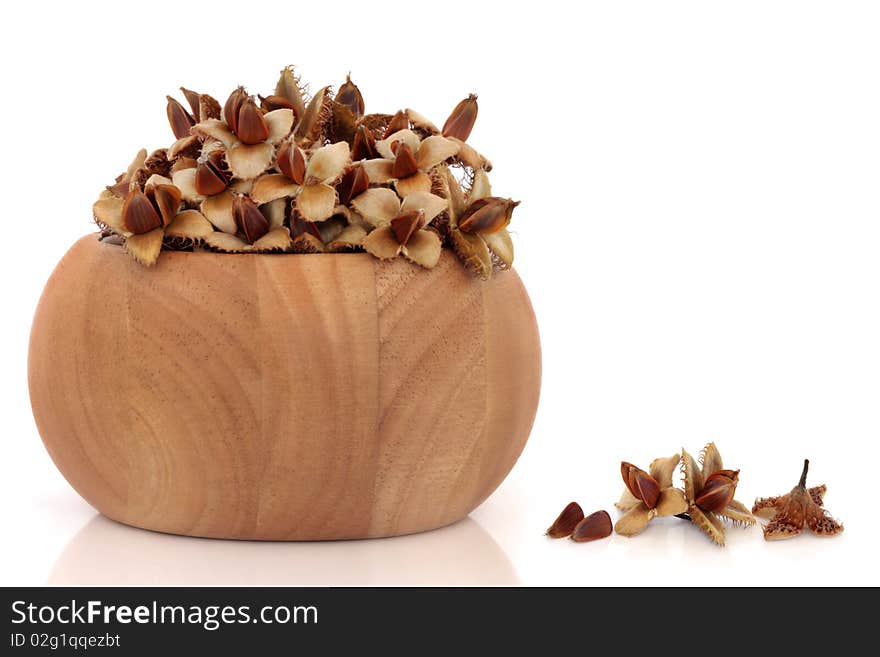 Beech nuts in a beech wood bowl and scattered, isolated over white background with reflection.