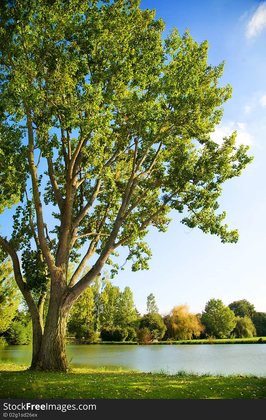 Green Tree By A Pond In France