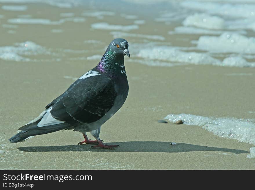 Gray pigeon standing on the sand. Gray pigeon standing on the sand