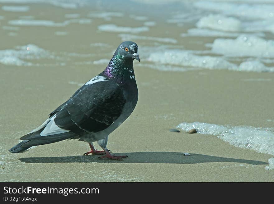 Pigeon on the sand