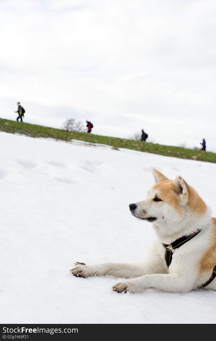 Akita dog on snow looking at hiking people