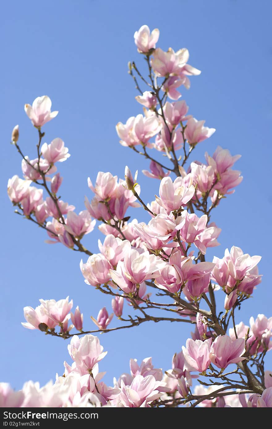 Blooming pink magnolia on a blue background