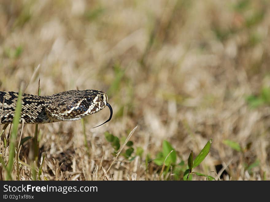 An eastern diamondback rattlesnake from southern Florida.